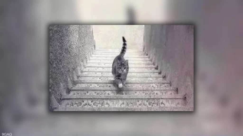 يصعد أم يهبط؟ صورة القط المحيرة تحدد مدى ذكائك