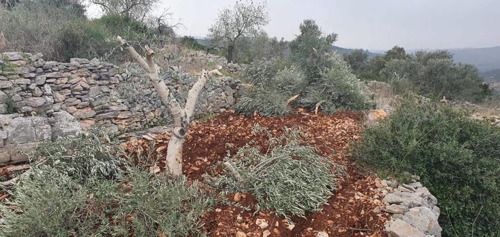 مستوطنون يقطعون أكثر من 500 شجرة زيتون في قريوت جنوب نابلس